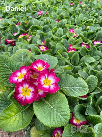 Иглика, снимка 5 - Градински цветя и растения - 53354409