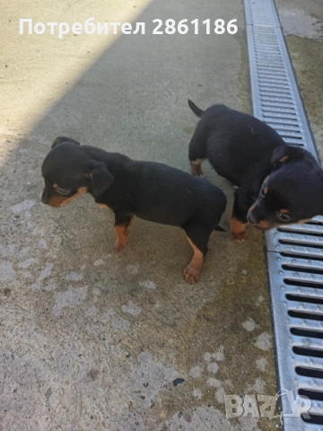 Малки пинчери , снимка 2 - Пинчер - 52674098