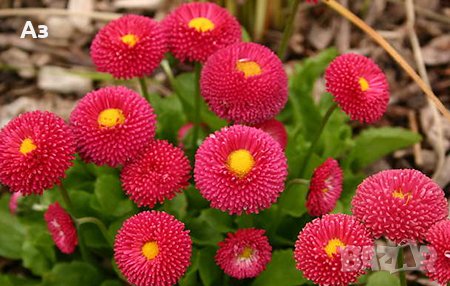 продавам цветя парички – туфи, за есенно засаждане в градината, снимка 8 - Разсади - 36687822