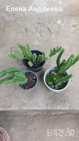 Сукулентно растение СТАПЕЛИЯ, снимка 2 - Стайни растения - 52028370