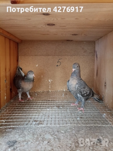 высоколетнии и выртлеви Гьльби различни породи и цветове , снимка 4 - Гълъби - 52331084