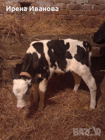 Продавам мъжко теле новородено