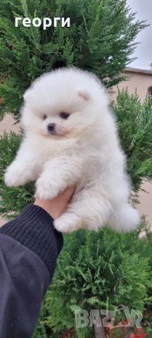 Померан, снимка 10 - Померан - 34914787