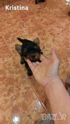 Йорки йоркширски териер, снимка 14 - Йоркширски териер - 39758358