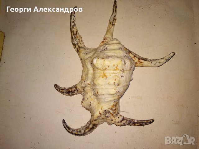 ОГРОМЕН ТРОПИЧЕСКИ РАПАН от ИНДИЙСКИЯ ОКЕАН За КОЛЕКЦИЯ ДЕКОРАЦИЯ, снимка 6 - Колекции - 39855173