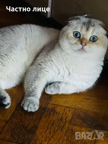 Шотландец за разплод