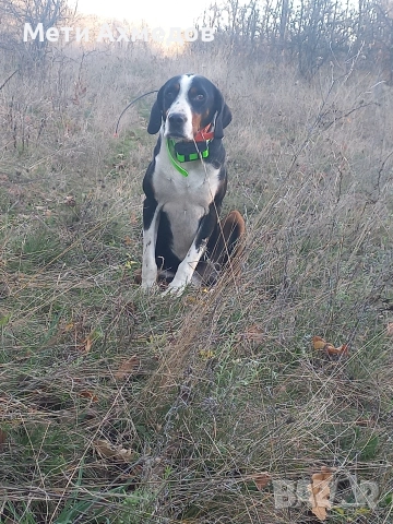 Трицветно гонче..