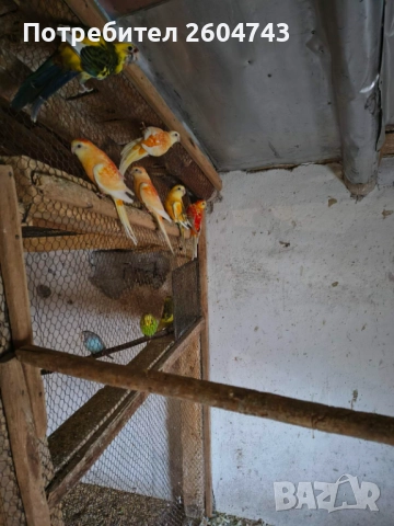 Продавам различни видове папагали , снимка 5 - Папагали - 52892178