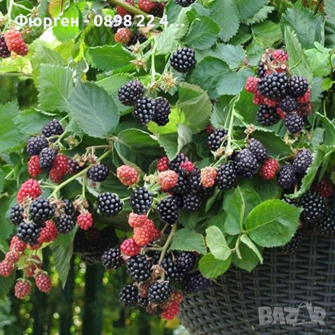 Каскадна ремонтантна къпина - Бляк каскаде, снимка 2 - Разсади - 43518422