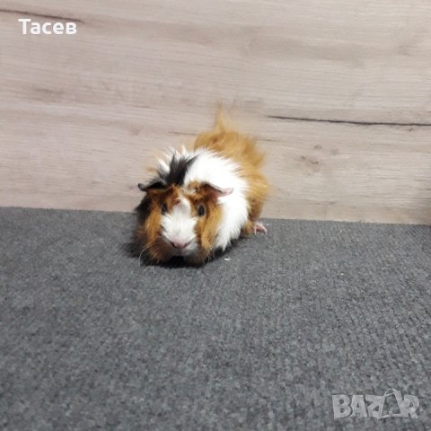 Морски свинчета , снимка 2 - Морски свинчета - 26815718