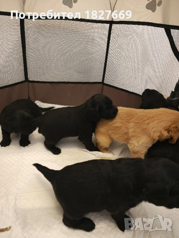 Кученца Кокершпаньол , снимка 2 - Други - 52822067