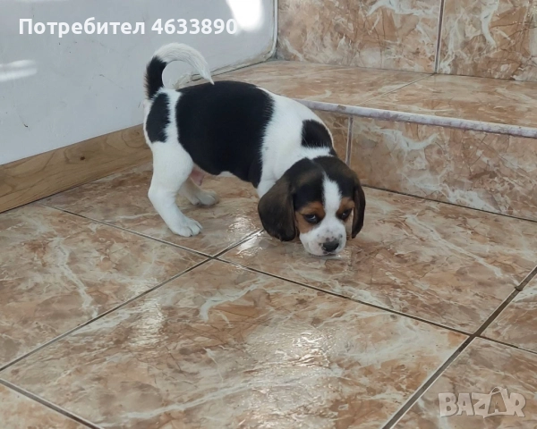 Бигъл, куче, снимка 1