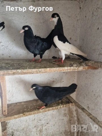 Продавам 2  чифта      акмани, снимка 6 - Гълъби - 53535023