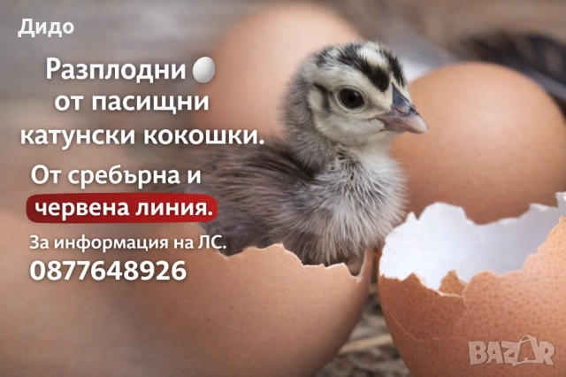 Разплодни яйца от катунски кокошки