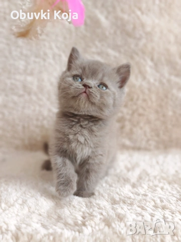 Последния красавец в Хасково 