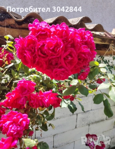 Продавам резници от различни видове рози., снимка 6 - Стайни растения - 52050658