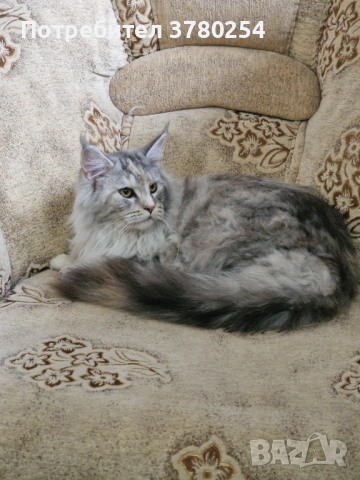 Мейн Кун , снимка 5 - Мейн кун - 53490558