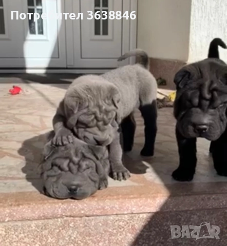 Шар-пей , снимка 5 - Шар пей - 51899179