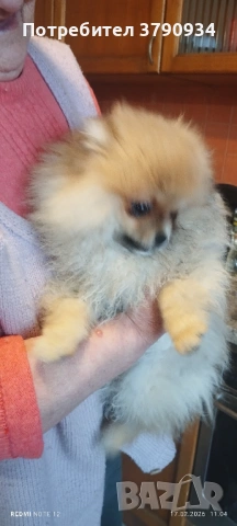 Момченце померан на 4 месеца , снимка 3 - Померан - 53506049