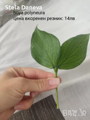 Хоя полинеура (polyneura)