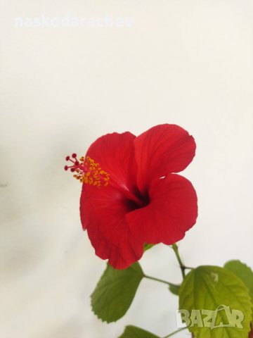 Китайски рози хибискус червена фуния, снимка 1 - Стайни растения - 38143414