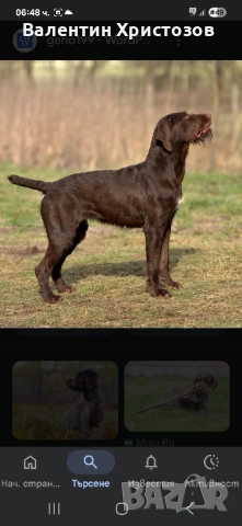 дратхаар , снимка 7 - Дратхаар - 52393727