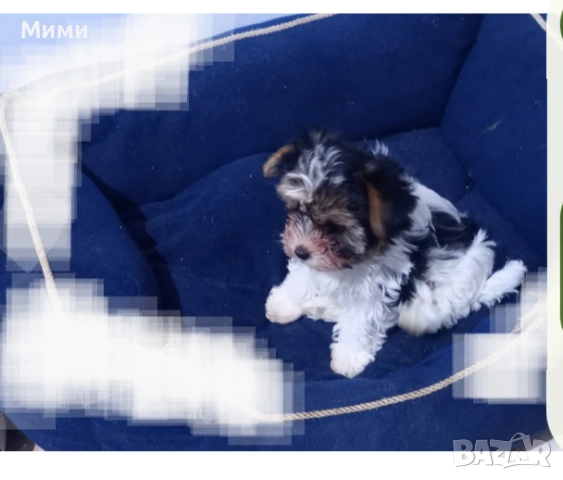 Бивър йоркширски териер 