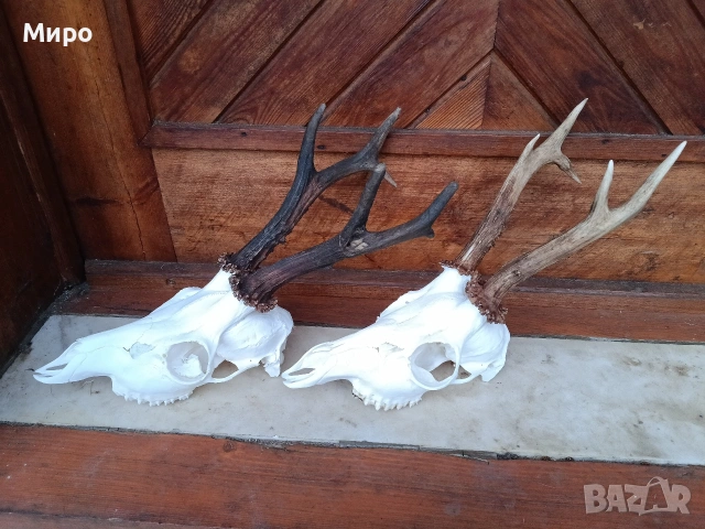 Трофей от сръндаци.Рога.2бр, снимка 3 - Други - 50266079