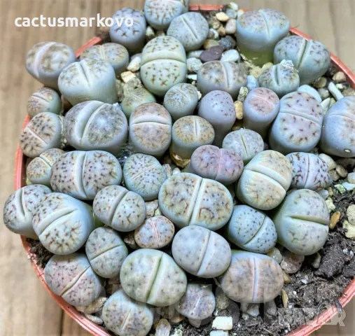 Lithops karasmontana v. erniana mix, снимка 1 - Стайни растения - 48022590