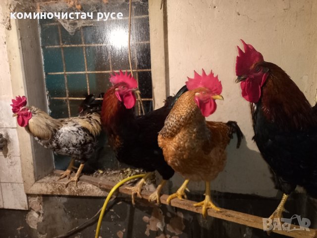 продавам пилета петли оплодени  яйца , снимка 4 - Кокошки и пуйки - 43893028