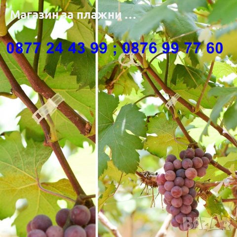 к-т 50 бройки щипка - клипс за подържане на домати и растения - КОД 3691, снимка 5 - Разсади - 36674946