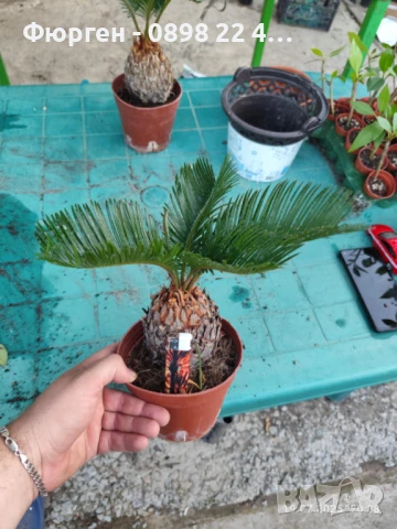 ЦИКАС, снимка 13 - Разсади - 48406399