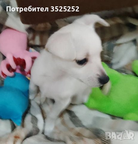 ПРОДАВАМ  БЯЛ  ЖЕНСКИ  СЪРНИСТ ПИНЧЕР  НА  2 М.  , снимка 2 - Пинчер - 53218338