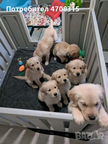 Голдън ретривър момче родословен баща, снимка 6 - Голдън ретривър - 53384772