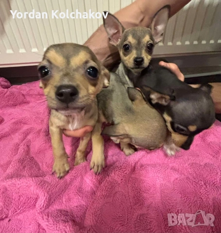 Чиху-пинчер кученца – готови за нов дом, снимка 3 - Пинчер - 53297111