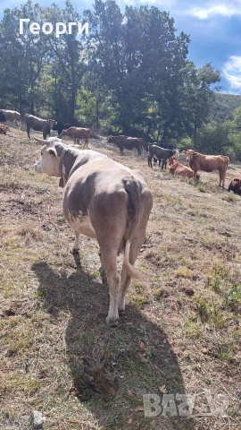 Продавам заплодена крава месодайна цена 2200 лв , снимка 8 - Крави - 52624936