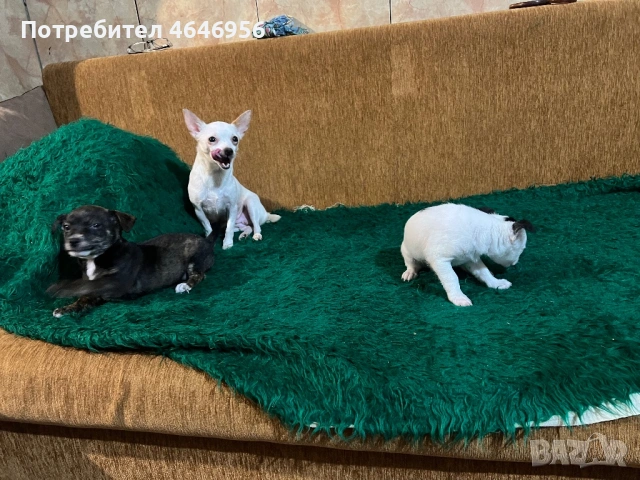 Чихуа - пинчер кучета, снимка 8 - Чихуахуа - 53512397