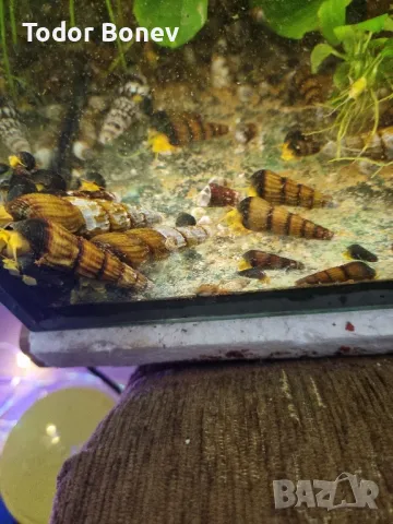 Продавам охлюви тиломелания