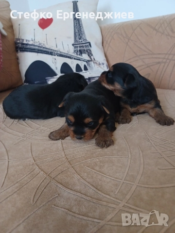 две момченца с ваксина, снимка 2 - Йоркширски териер - 52905849