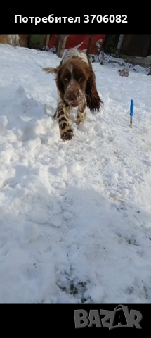 Шпрингера се продава на година и половина има интерес към гъбата копае и апортира мъжко , снимка 2 - Кокер шпаньол - 53390436