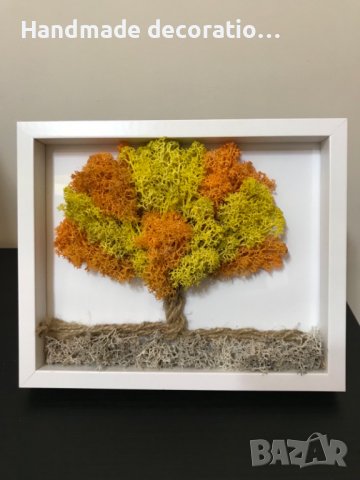 Декоративно дръвче ,,Есен”, снимка 1