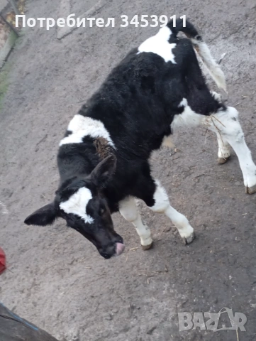 Мъжки Черношарени , снимка 3 - Крави - 52438817