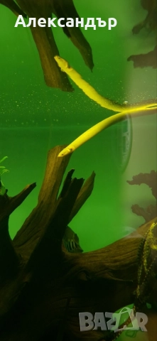 калабарикус 3бр., снимка 4 - Рибки - 52370023