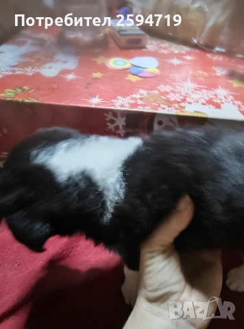 спешно продавам кученца пинчер 