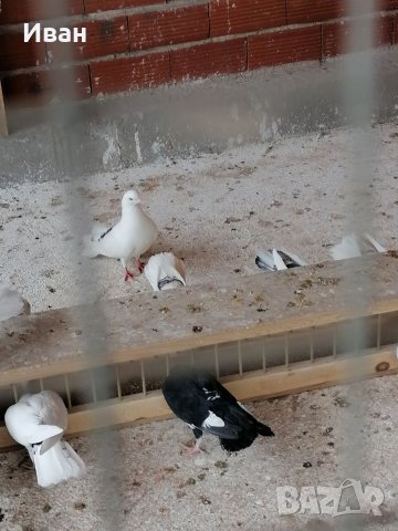 Закъртени Гълъби ., снимка 4 - Гълъби - 25111559