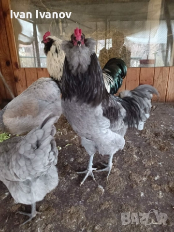 Продавам петли порода Араукана или заменям за млади ярки