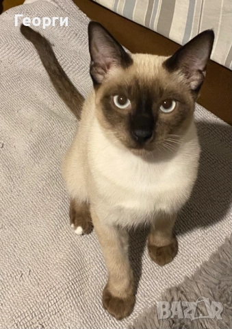 Мъжко сиамско коте, възможна доставка., снимка 1