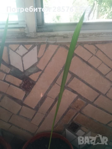 Продавам финикова палма