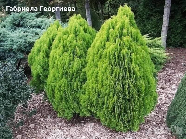 Ауреа Нана , снимка 2 - Градински цветя и растения - 51775215