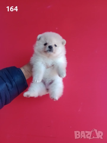 Померани. Мъжки и женски Померани. Реални снимки !, снимка 3 - Померан - 52930206